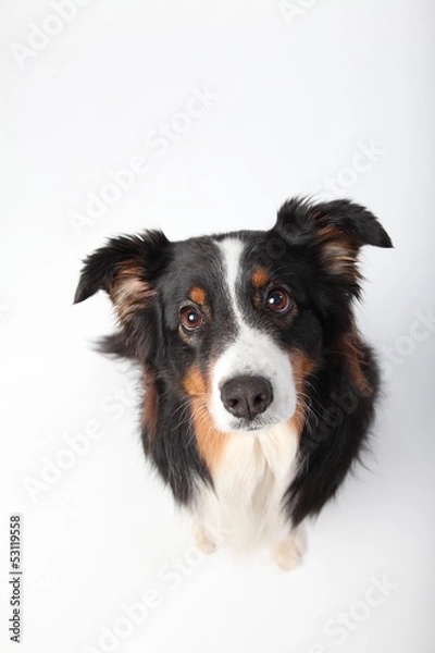 Obraz Australian Shepherd