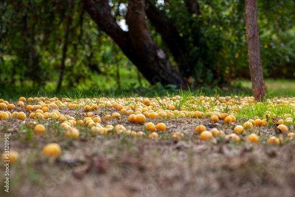 Obraz An untidy fallen yellow cherry plum lies on the ground