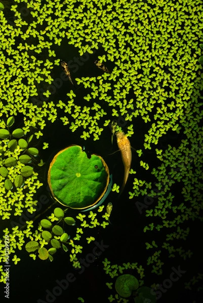 Fototapeta Guppy fish and Green lotus leaf floating in a lotus basin..Lotus flower in the basin, water lily flowers in a pond from top view..A pond full of water lilies background.