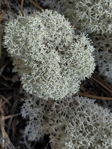 Obraz lichen on the rock