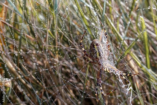 Fototapeta a spider with its newly spun web in the morning mist
