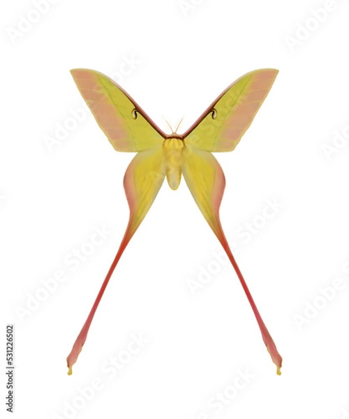 Obraz Chinese Luna Moth