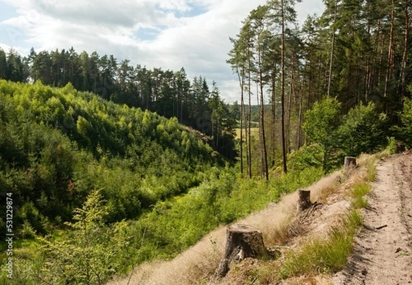 Obraz Beautiful forest road