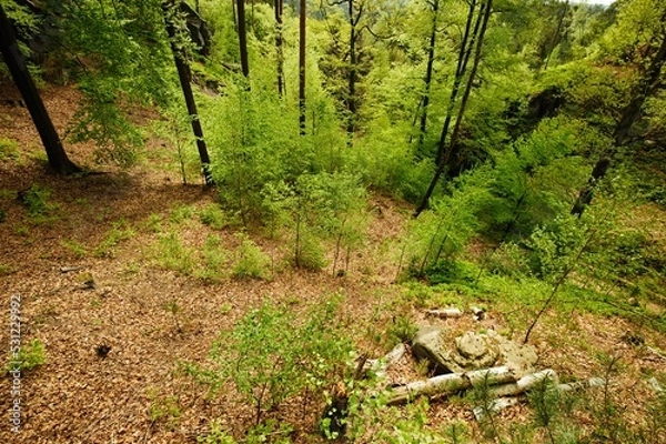 Fototapeta Old forest