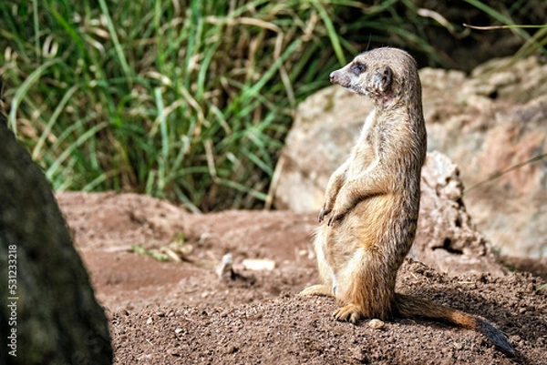 Obraz Erdmännchen ( Suricata suricatta ).