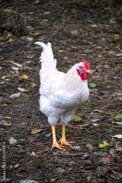 Fototapeta three bright pink roses, in an upright position, on stems with green leaves, are in the center, on a black background