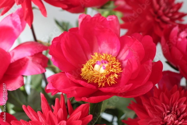 Obraz レッドチャーム