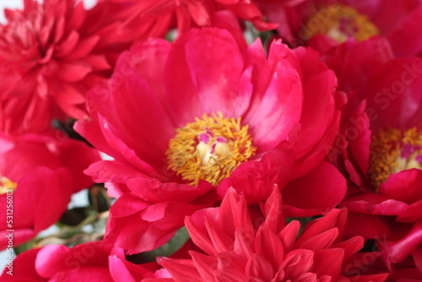 Obraz レッドチャーム