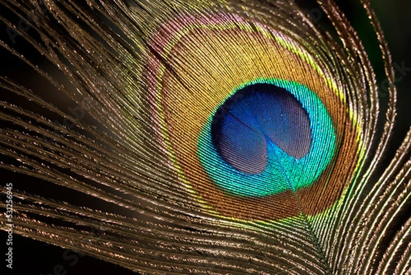 Obraz Shining Ppeacock feather fragment. Macro shot.