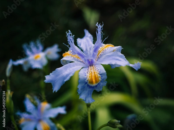 Fototapeta Iris confusa
