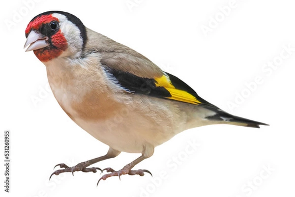 Fototapeta European Goldfinch (Carduelis carduelis), PNG, isolated on transparent background