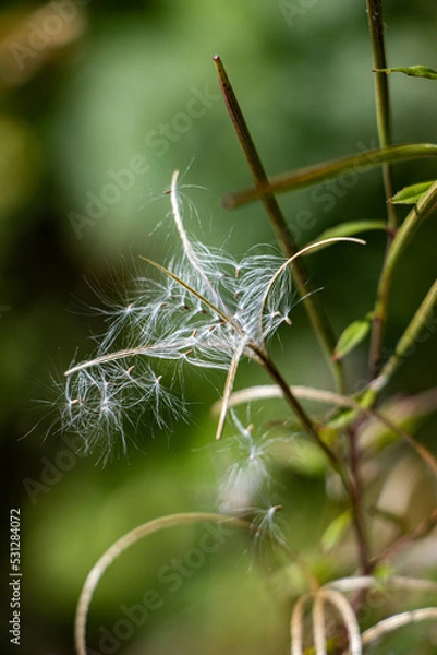 Fototapeta Flugsamen