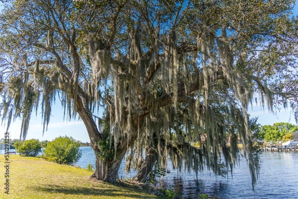 Fototapeta Large Oak Tree with Moss