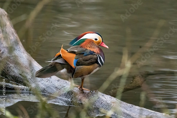 Obraz Mandarin Duck