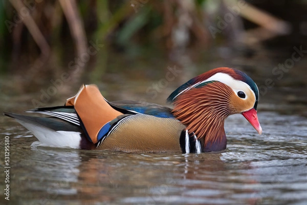 Obraz Mandarin Duck