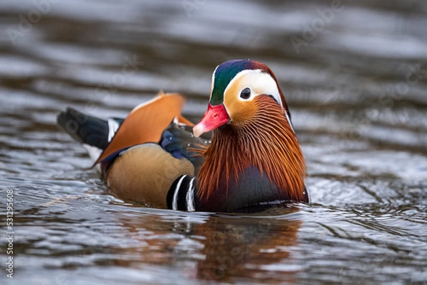 Obraz Mandarin Duck