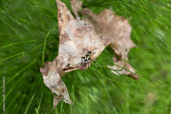 Obraz Insect walking on a leaf