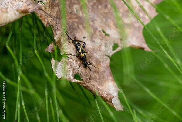 Obraz Insect on a leaf 