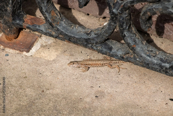 Obraz lizard in the city