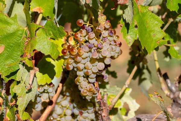 Fototapeta Bunches of grapes of the Macabeo variety ready to be harvested and slightly affected by the hail of a storm