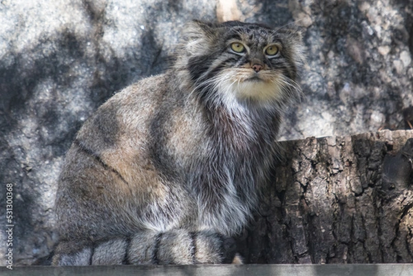 Fototapeta Wild cat manul sits and looks ahead