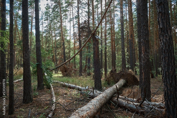 Obraz wood in the forest