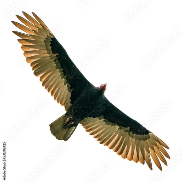 Obraz Black vulture in flight