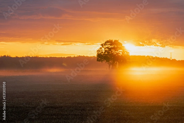 Fototapeta tree on field