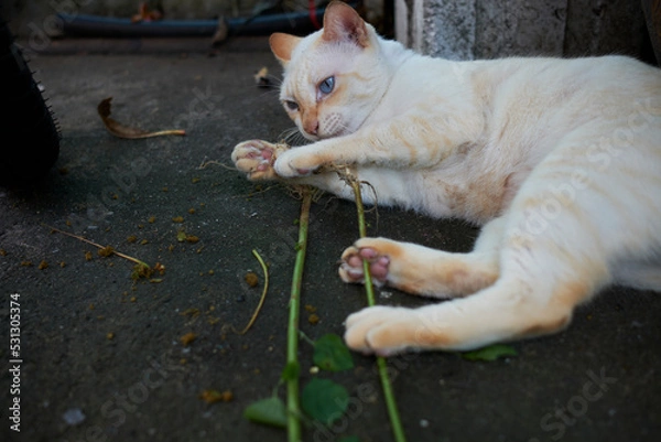 Obraz cat on the ground