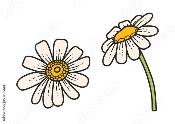 Obraz Chamomile - vector illustration in cartoon style. Objects isolated on white background. Vector isolated icon.