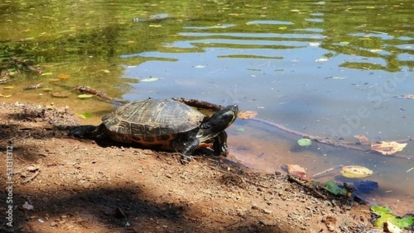 Obraz Foresta Umbra Gargano
