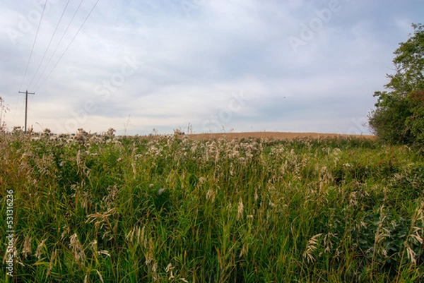 Fototapeta Grass and wheat field in the prairies