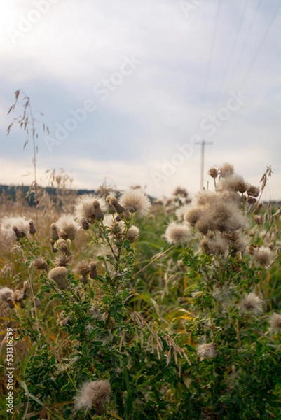 Fototapeta Dandelions in a field in Alberta