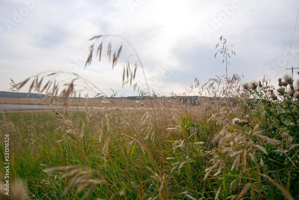 Fototapeta Grass in the wind in a field in Alberta