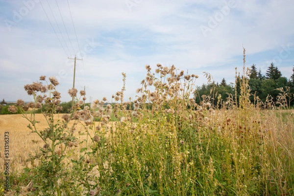 Fototapeta Farmers field with grass thistle and wheat in Alberta 