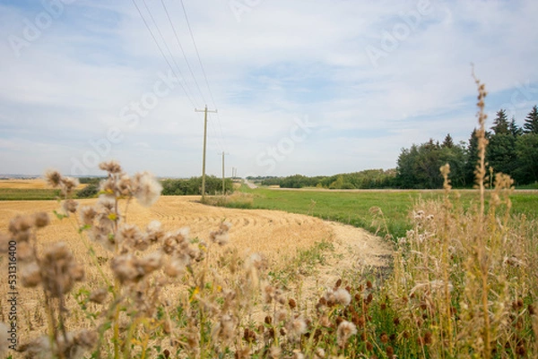 Fototapeta Landscape with a field of wheat and nettles 