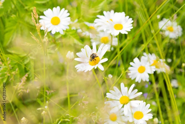 Fototapeta A honey bee pollinating a blooming daisy in summer.