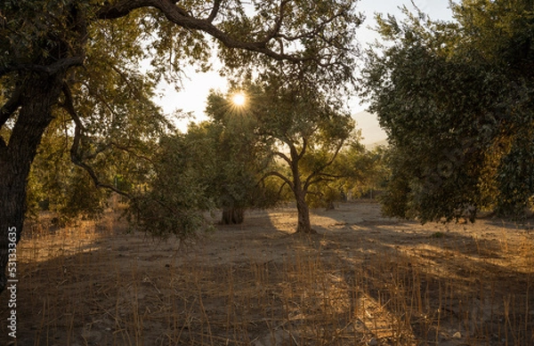 Fototapeta Olive tree on the island of Crete in Greece. Olive tree plantation