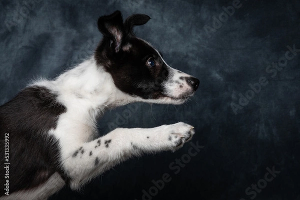 Obraz Mack Boarder Collie Puppy