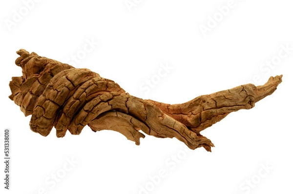 Obraz Curved dry wood from the desert  isolated on transparency photo png file 