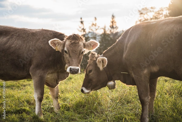Fototapeta cow in the swiss alps