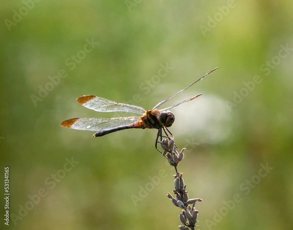 Fototapeta とんぼ