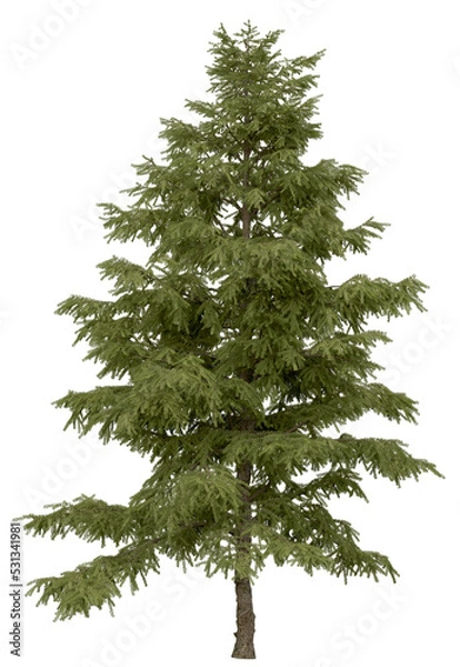 Fototapeta 3d rendering of  Cedrus Deodara PNG vegetation tree for compositing. no backround.