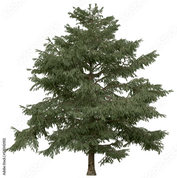 Obraz 3d rendering of  Cedrus Deodara PNG vegetation tree for compositing. no backround.
