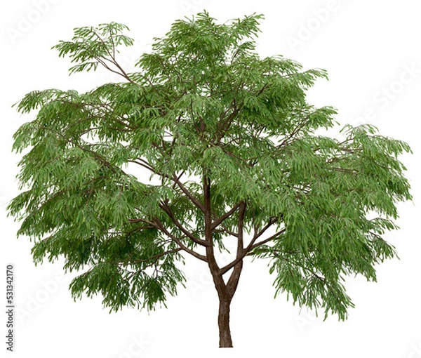 Fototapeta 3d rendering of  Taxodium Mucronatum PNG vegetation tree for compositing. no backround.