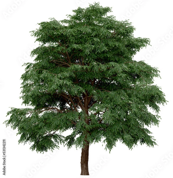 Fototapeta 3d rendering of  Taxodium Mucronatum PNG vegetation tree for compositing. no backround