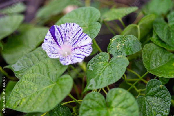 Obraz 雨後の朝顔