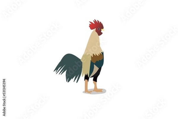 Obraz rooster isolated on white