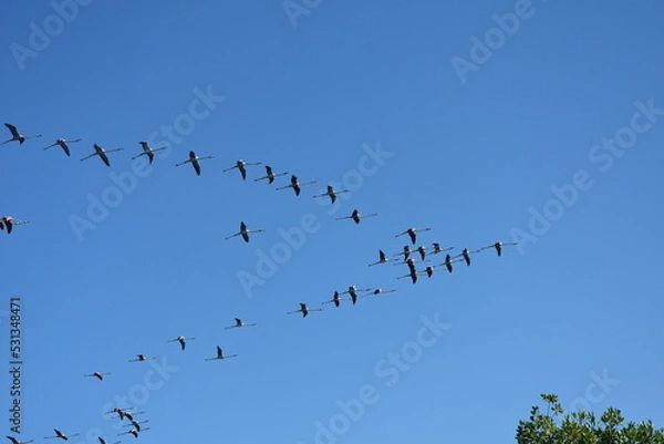 Obraz Klucz lecących flamingów     