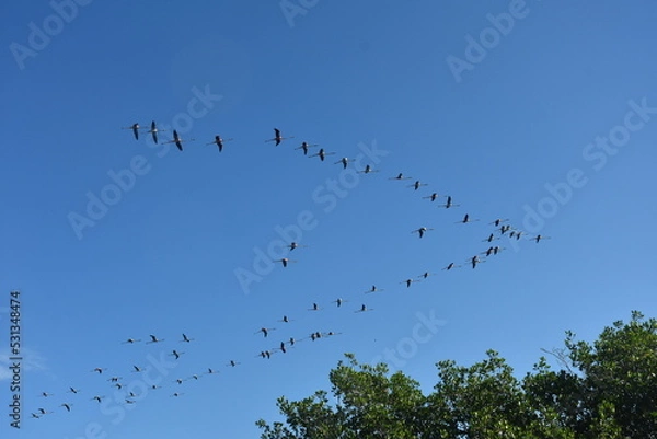 Obraz Flamingi w locie